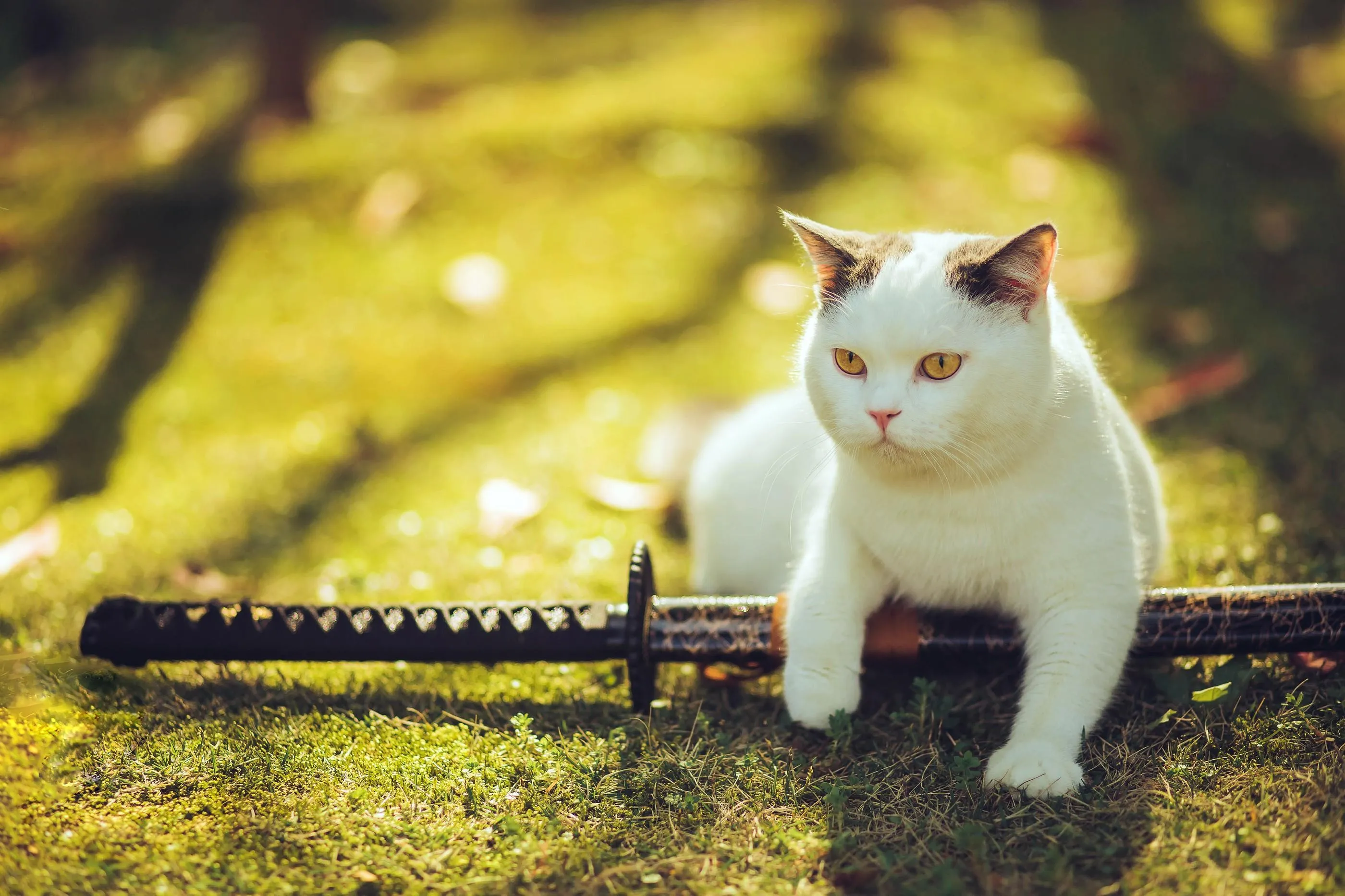 [YITUYU艺图语]2021.09.04 猫侍 邱风 [31P]插图7